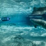 5 Autos que Te Hacen Sentir Famoso sin Serlo en el 2025 »